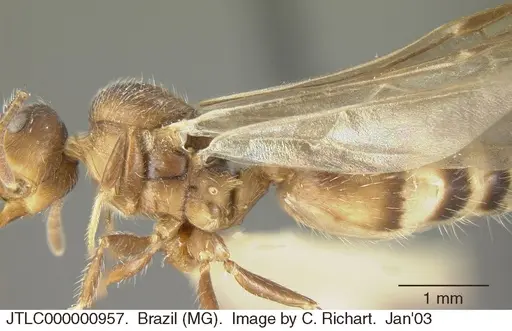 Crematogaster lutzi specimen JTLC000000957 image jtlc000000957_2