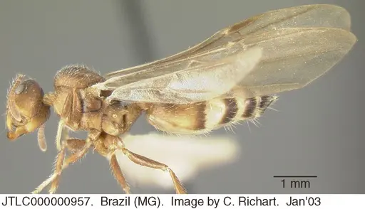 Crematogaster lutzi specimen JTLC000000957 image jtlc000000957_3