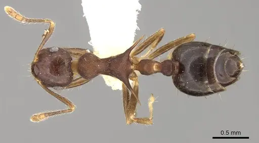 Crematogaster macracantha specimen CASENT0914302 image casent0914302_1
