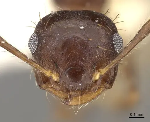 Crematogaster macracantha specimen CASENT0914302 image casent0914302_2