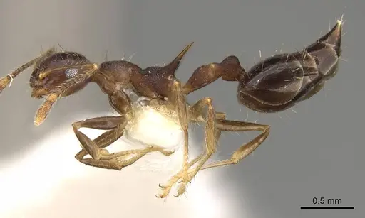 Crematogaster macracantha specimen CASENT0914302 image casent0914302_3