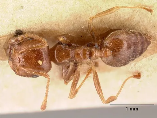 Crematogaster madagascariensis specimen CASENT0101409 image casent0101409_1