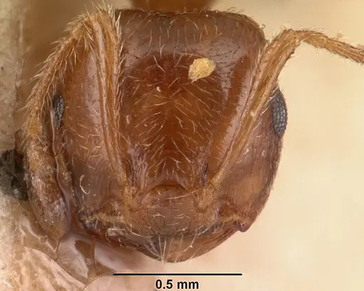 Crematogaster madagascariensis specimen CASENT0101409 image casent0101409_2