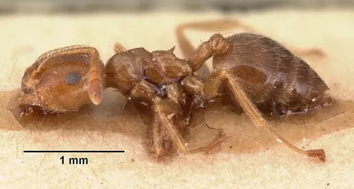 Crematogaster madagascariensis specimen CASENT0101409 image casent0101409_3