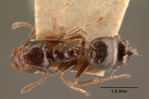 Crematogaster madagascariensis specimen CASENT0101410 image casent0101410_1