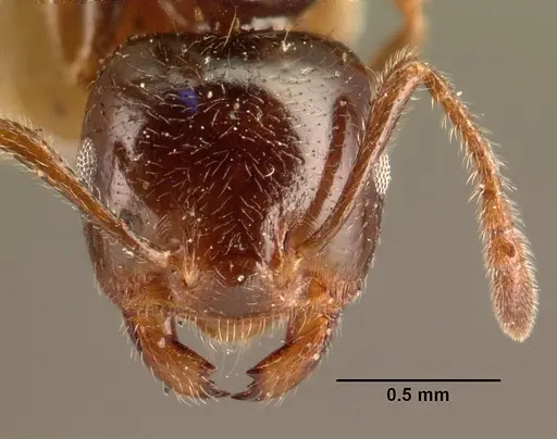 Crematogaster madagascariensis specimen CASENT0101410 image casent0101410_2