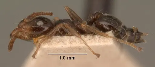 Crematogaster madagascariensis specimen CASENT0101410 image casent0101410_3