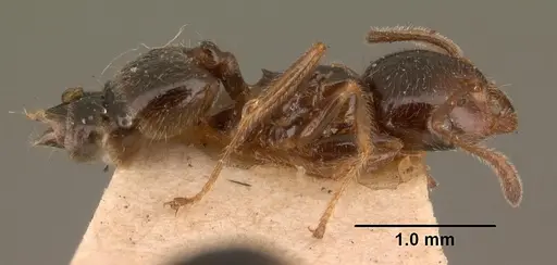 Crematogaster madagascariensis specimen CASENT0101410 image casent0101410_4