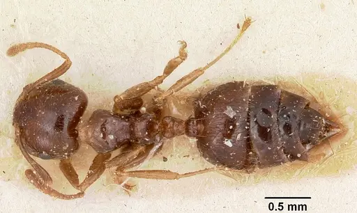 Crematogaster madagascariensis specimen CASENT0101866 image casent0101866_1