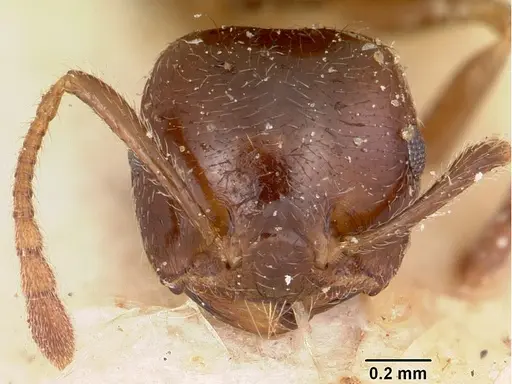 Crematogaster madagascariensis specimen CASENT0101866 image casent0101866_2