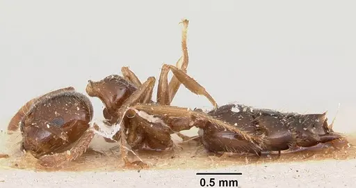Crematogaster madagascariensis specimen CASENT0101866 image casent0101866_3