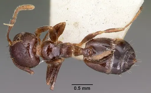 Crematogaster madagascariensis specimen CASENT0102938 image casent0102938_1