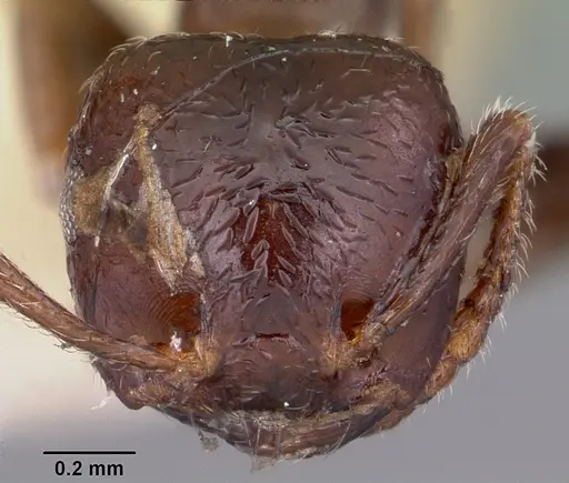 Crematogaster madagascariensis specimen CASENT0102938 image casent0102938_2