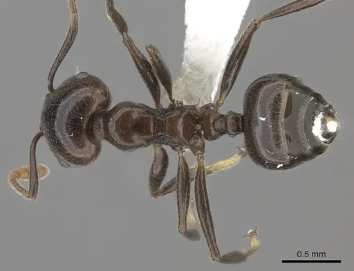 Crematogaster madagascariensis specimen CASENT0127516 image casent0127516_1