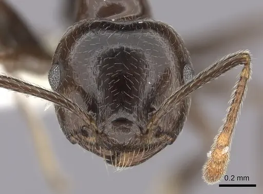 Crematogaster madagascariensis specimen CASENT0127516 image casent0127516_2