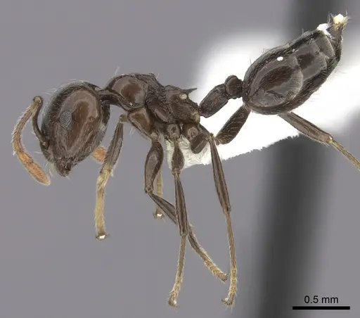 Crematogaster madagascariensis specimen CASENT0127516 image casent0127516_3