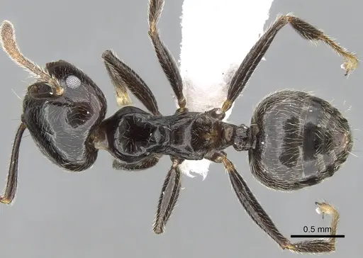 Crematogaster madagascariensis specimen CASENT0193446 image casent0193446_1