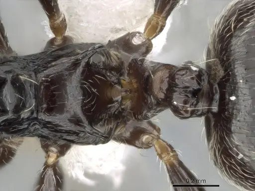 Crematogaster madagascariensis specimen CASENT0193446 image casent0193446_2