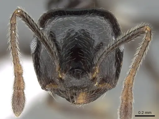 Crematogaster madagascariensis specimen CASENT0193446 image casent0193446_3