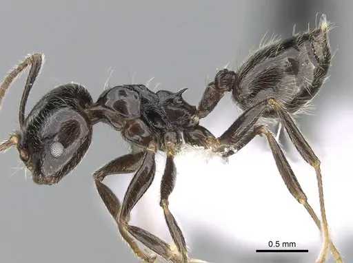 Crematogaster madagascariensis specimen CASENT0193446 image casent0193446_4