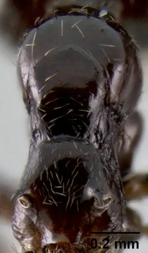 Crematogaster madagascariensis specimen CASENT0193580 image casent0193580_1