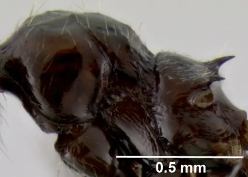 Crematogaster madagascariensis specimen CASENT0193580 image casent0193580_2