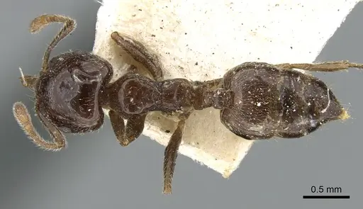 Crematogaster madagascariensis specimen CASENT0906628 image casent0906628_1