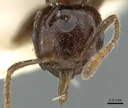 Crematogaster madagascariensis specimen CASENT0906628 image casent0906628_2
