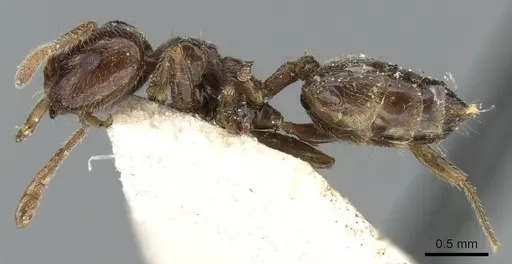 Crematogaster madagascariensis specimen CASENT0906628 image casent0906628_3