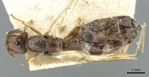 Crematogaster madagascariensis specimen CASENT0906629 image casent0906629_1