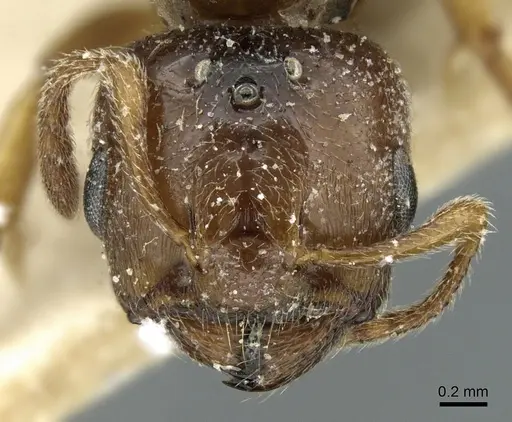 Crematogaster madagascariensis specimen CASENT0906629 image casent0906629_2