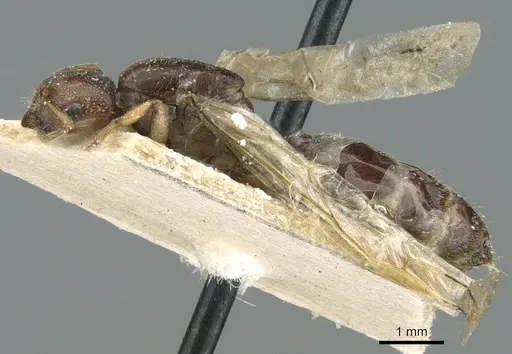 Crematogaster madagascariensis specimen CASENT0906629 image casent0906629_3