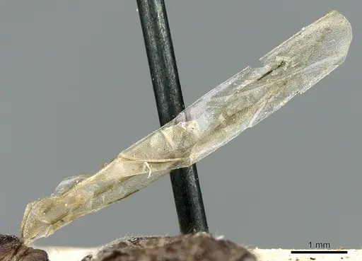 Crematogaster madagascariensis specimen CASENT0906629 image casent0906629_4