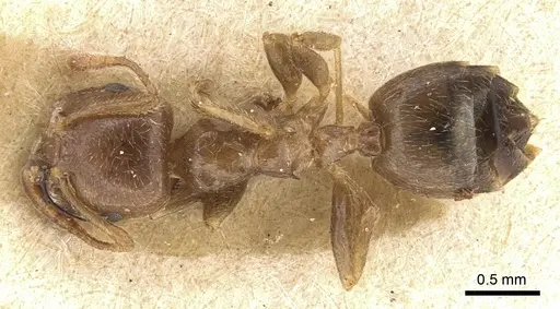 Crematogaster madagascariensis specimen CASENT0906630 image casent0906630_1