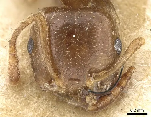 Crematogaster madagascariensis specimen CASENT0906630 image casent0906630_2