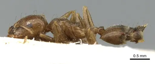 Crematogaster madagascariensis specimen CASENT0906630 image casent0906630_3