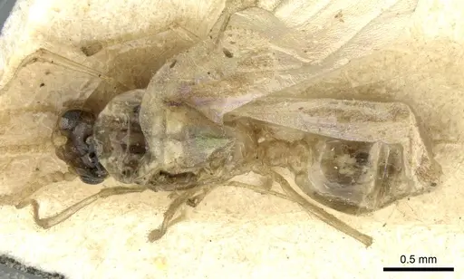 Crematogaster madagascariensis specimen CASENT0906631 image casent0906631_1