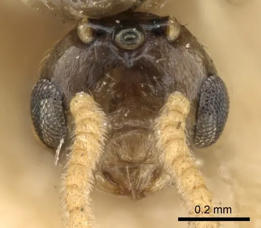 Crematogaster madagascariensis specimen CASENT0906631 image casent0906631_2