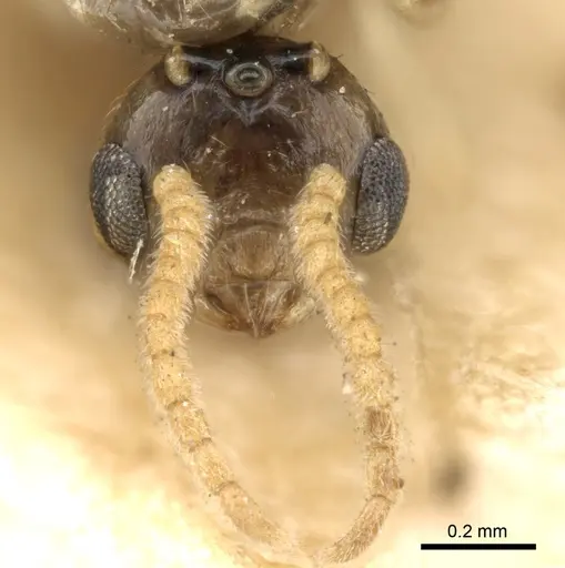 Crematogaster madagascariensis specimen CASENT0906631 image casent0906631_3
