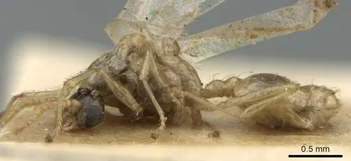 Crematogaster madagascariensis specimen CASENT0906631 image casent0906631_4