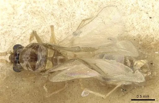 Crematogaster madagascariensis specimen CASENT0906632 image casent0906632_1