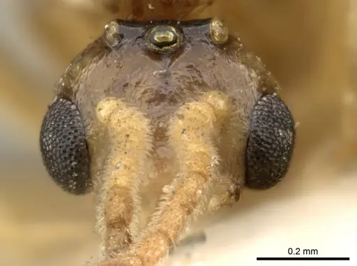 Crematogaster madagascariensis specimen CASENT0906632 image casent0906632_2