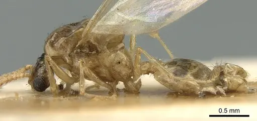 Crematogaster madagascariensis specimen CASENT0906632 image casent0906632_3