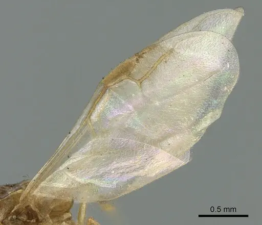 Crematogaster madagascariensis specimen CASENT0906632 image casent0906632_4