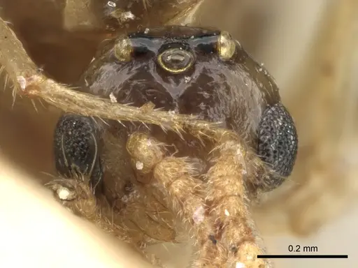 Crematogaster madagascariensis specimen CASENT0906633 image casent0906633_2