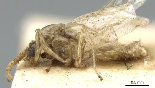 Crematogaster madagascariensis specimen CASENT0906633 image casent0906633_3