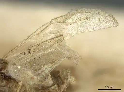 Crematogaster madagascariensis specimen CASENT0906633 image casent0906633_4