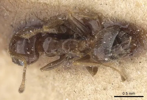 Crematogaster madagascariensis specimen CASENT0919671 image casent0919671_1