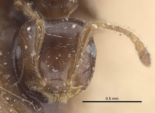 Crematogaster madagascariensis specimen CASENT0919671 image casent0919671_2