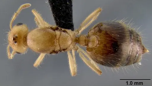 Crematogaster madecassa specimen CASENT0040391 image casent0040391_1